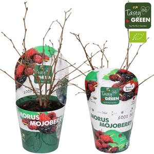 Morus mulle 'Mojoberry' Bio P14 potcover