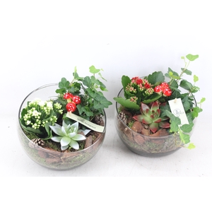 arr2 MB - Glas halve maan - rood/wit