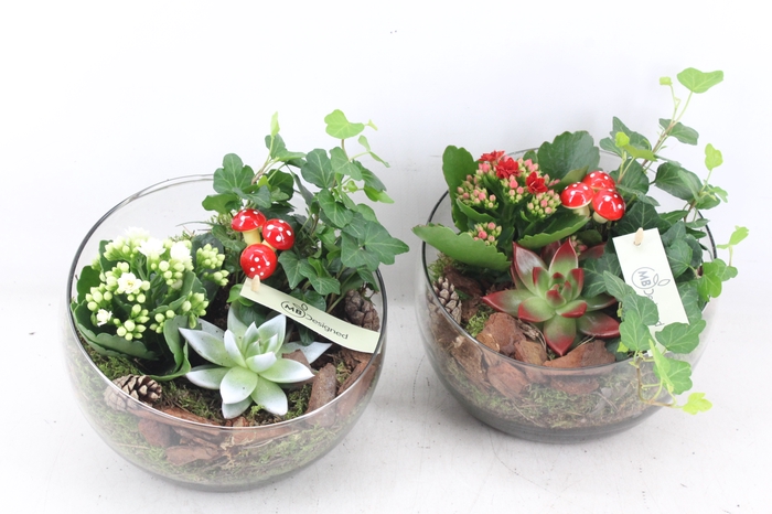 <h4>arr2 MB - Glas halve maan - rood/wit</h4>