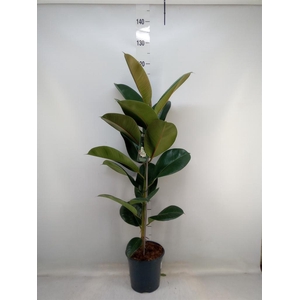 Ficus elastica 'Robusta'