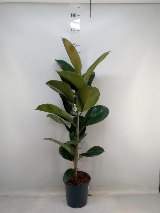 <h4>Ficus elastica 'Robusta'</h4>