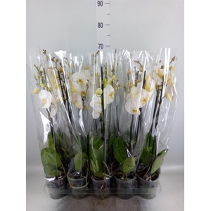 Phalaenopsis ...white