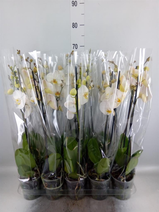 <h4>Phalaenopsis ...white</h4>