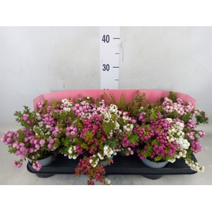 Gaultheria mucronata