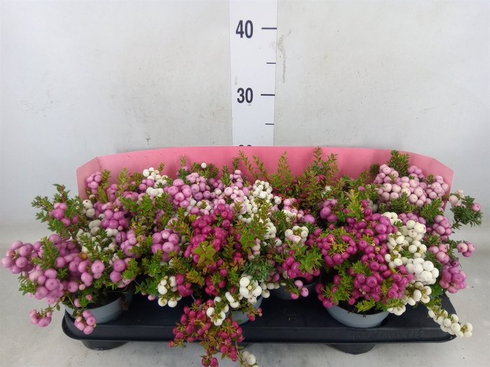 <h4>Gaultheria mucronata</h4>