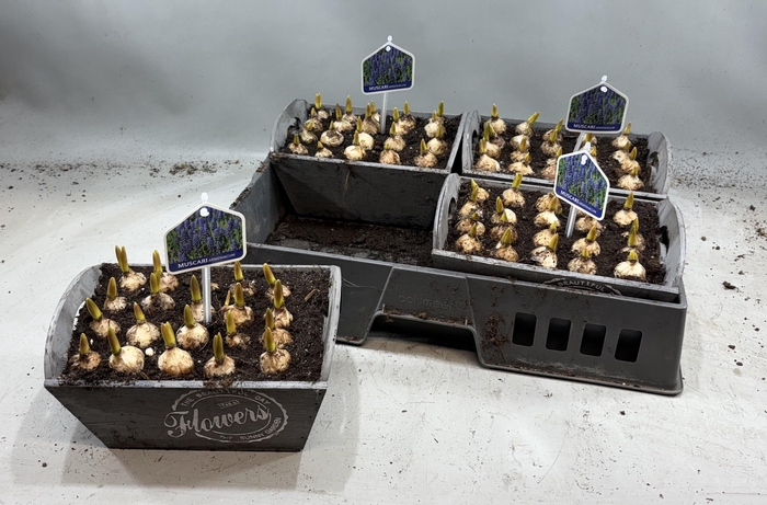 <h4>ARR MUSCARI</h4>