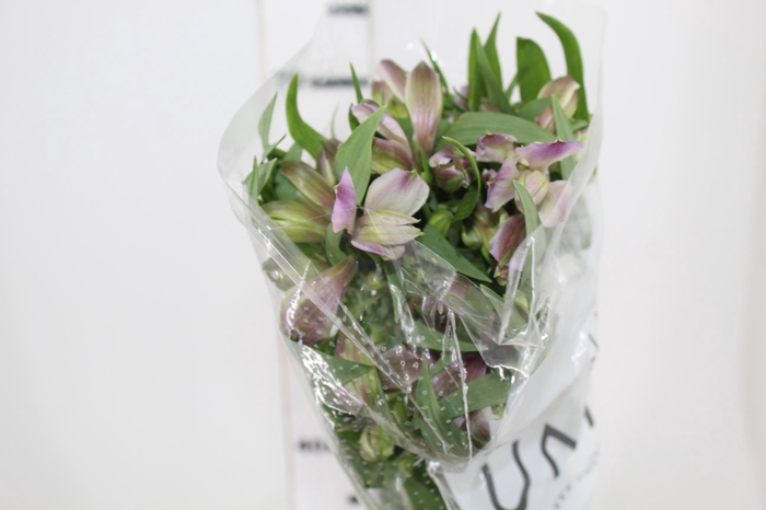 <h4>ALST. PLATINA 070 CM</h4>