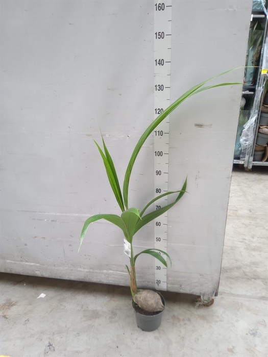 <h4>Cocos nucifera</h4>