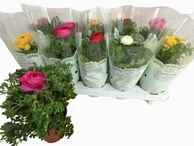 <h4>RANUN SPRINK GEM</h4>