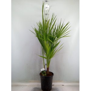 Chamaerops humilis