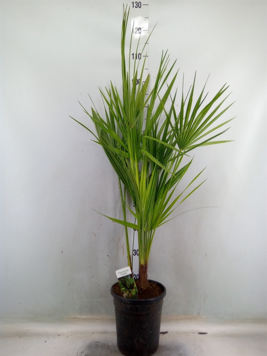 <h4>Chamaerops humilis</h4>