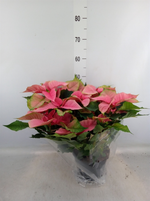 <h4>Euphorbia pulc. 'Christ Feel Pink'</h4>