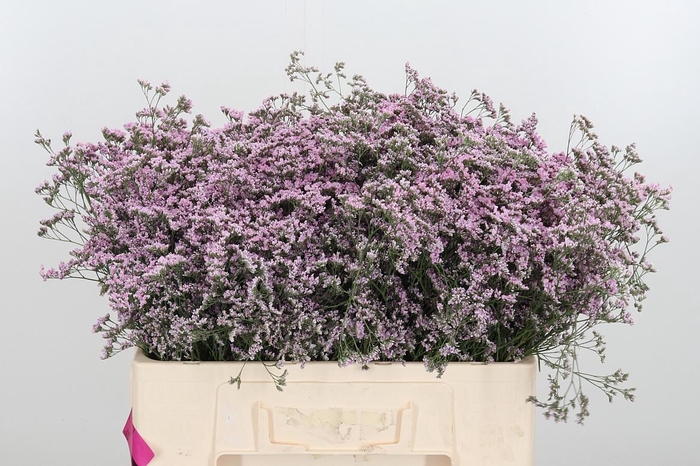 <h4>Lim Saf Oshi Pink</h4>