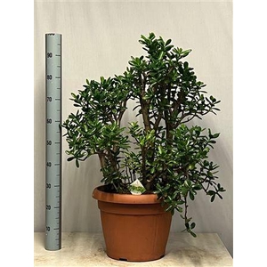 Crass Ovata