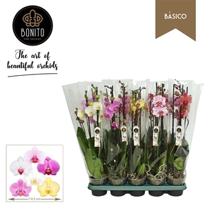 Phalaenopsis gemengd 5 kleuren