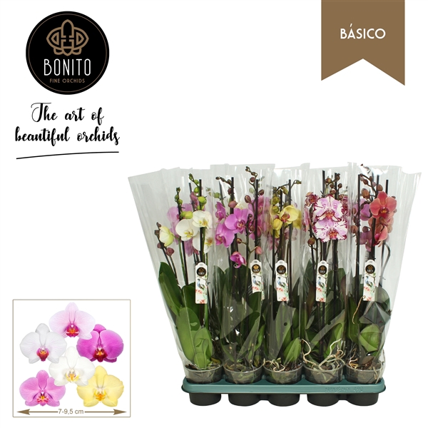 <h4>Phal. Basico mix - 3-Tak met 7 KLeuren</h4>