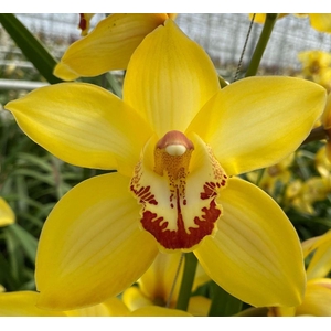 Cymbidium Yellow Cab 80 cm X2 Koningshof