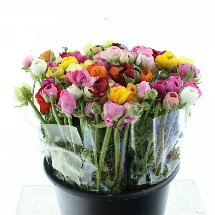 <h4>Ran El Mix In Bunch</h4>