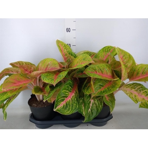 Aglaonema   ...