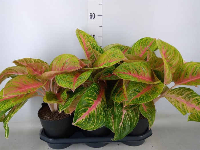 <h4>Aglaonema   ...</h4>
