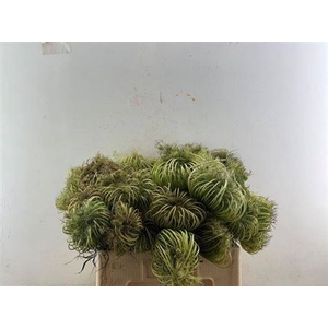 Dille Zaaddoos Natural Medium 60cm P Stem