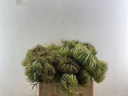 <h4>Dille Zaaddoos Natural Medium 60cm P Stem</h4>