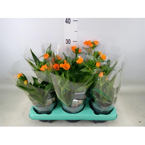 Ornithogalum dubium