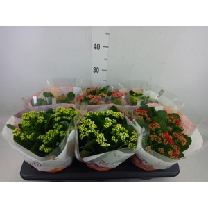 Kalanchoe blos. 'RoyalDon'   ..mix
