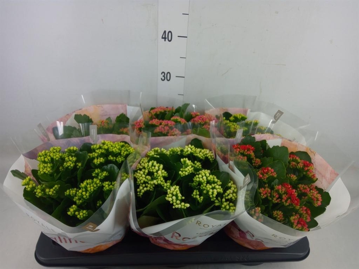 <h4>Kalanchoe blos. 'RoyalDon'   ..mix</h4>