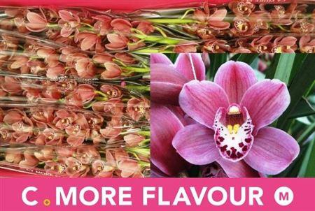 <h4>Cymb Mi Pink Perfect</h4>