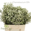 Chamelaucium Ofir