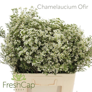 Chamelaucium Ofir