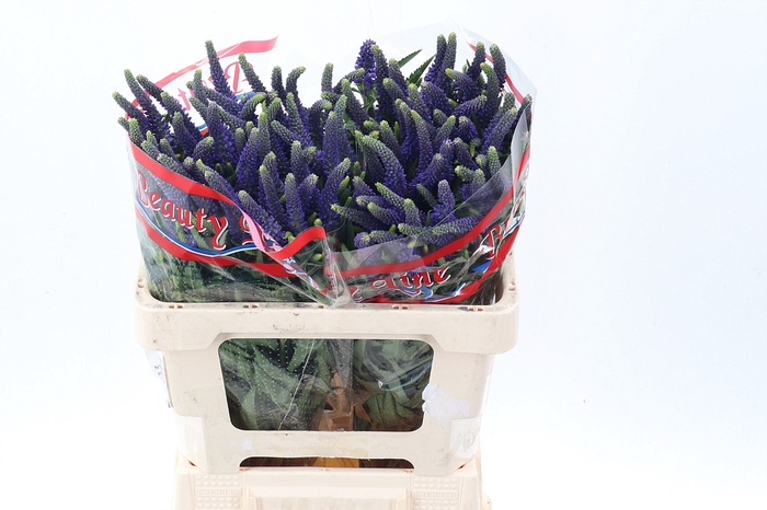 <h4>Veron L Skyler Blue</h4>