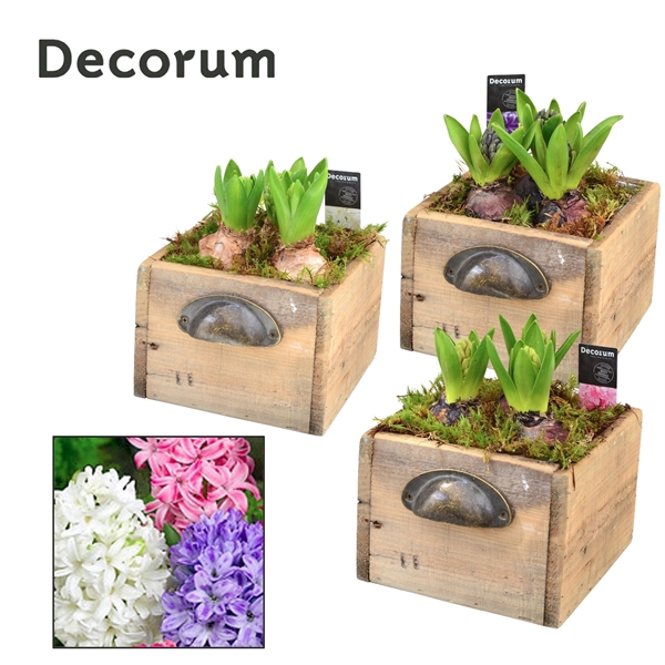 <h4>Arrangementen Hyacinthus 6%</h4>