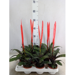 Vriesea  'Era'