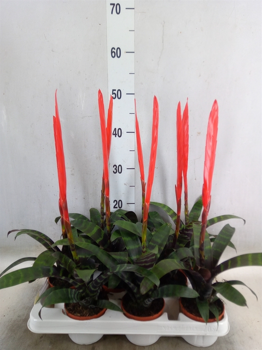 <h4>Vriesea  'Era'</h4>