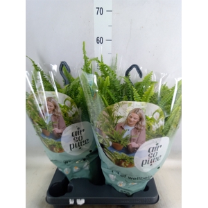 Nephrolepis exal. 'Green Lady'