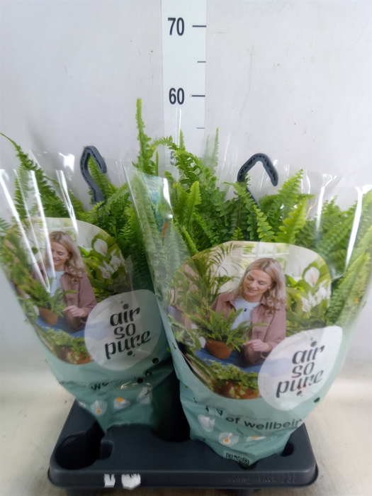 <h4>Nephrolepis exal. 'Green Lady'</h4>
