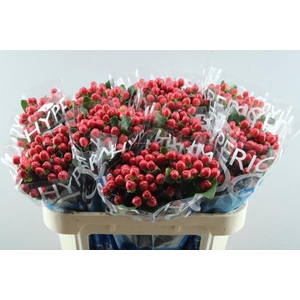 Hypericum Tango (rood)70cm