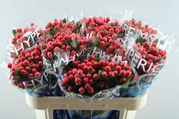 <h4>Hypericum Tango (rood)70cm</h4>