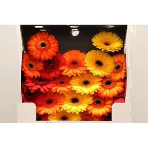 Germ D Mixed Orange