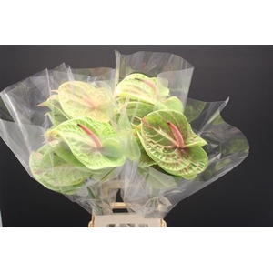 Anthurium Pistache