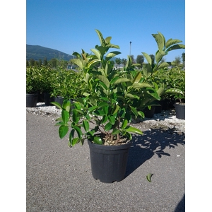 Viburnum overig