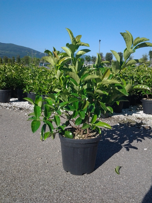 <h4>Viburnum overig</h4>