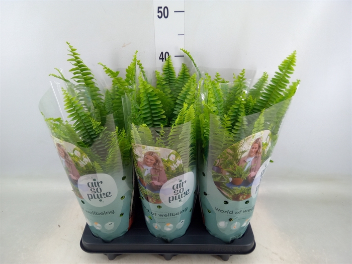 <h4>Nephrolepis exal. 'Green Lady'</h4>