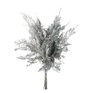 Bunch Asparagus 10pcs Pres.Slv L40