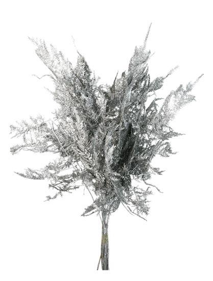 Bunch Asparagus 10pcs Pres.Slv L40