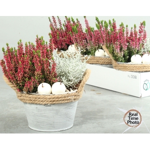 ARR TUINPLANTEN