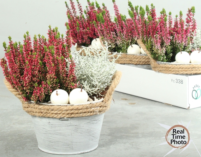 <h4>ARR TUINPLANTEN</h4>