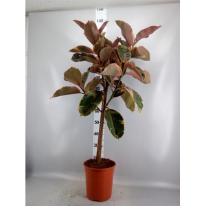 Ficus ...